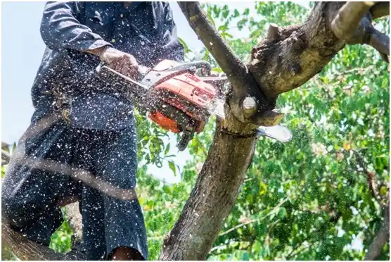 tree services Middle Valley